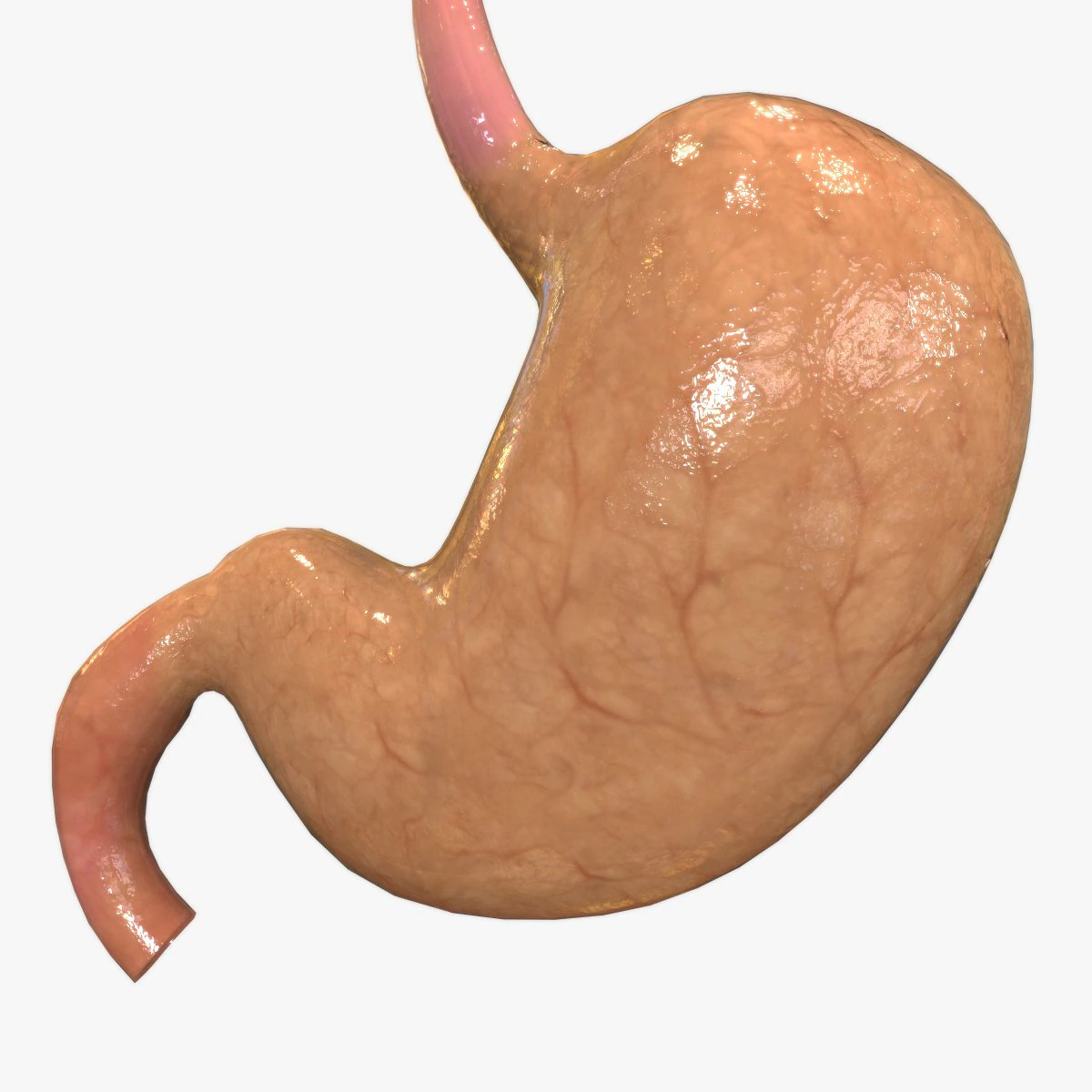 Human Stomach 3D Model .c4d .max .obj .3ds .fbx .stl .blend 
