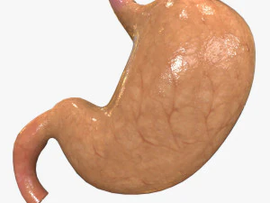 Est&oacute;mago humano Modelo 3D