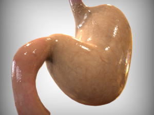 Human Stomach 3D Model