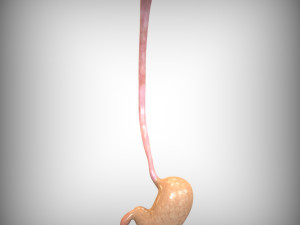Human Stomach 3D Model