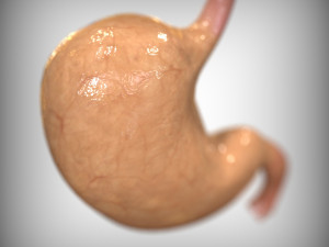 Human Stomach 3D Model