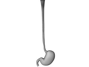 Human Stomach 3D Model
