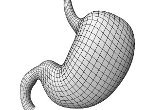 Human Stomach 3D Model