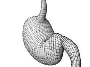 Human Stomach 3D Model