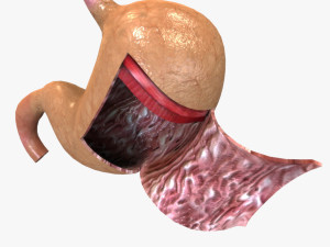 Human Stomach Anatomy 3D Model