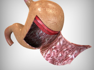 Human Stomach Anatomy 3Dモデル
