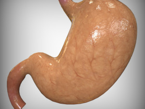 Human Stomach Anatomy 3Dモデル