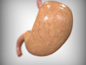 Human Stomach Anatomy 3Dモデル