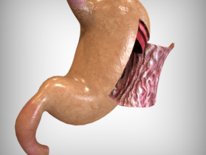 Human Stomach Anatomy 3Dモデル