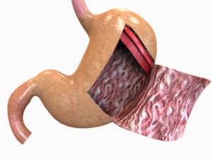 Human Stomach Anatomy 3Dモデル
