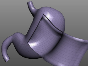 Human Stomach Anatomy 3Dモデル