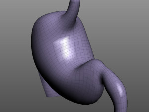 Human Stomach Anatomy 3Dモデル