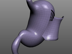 Human Stomach Anatomy 3Dモデル
