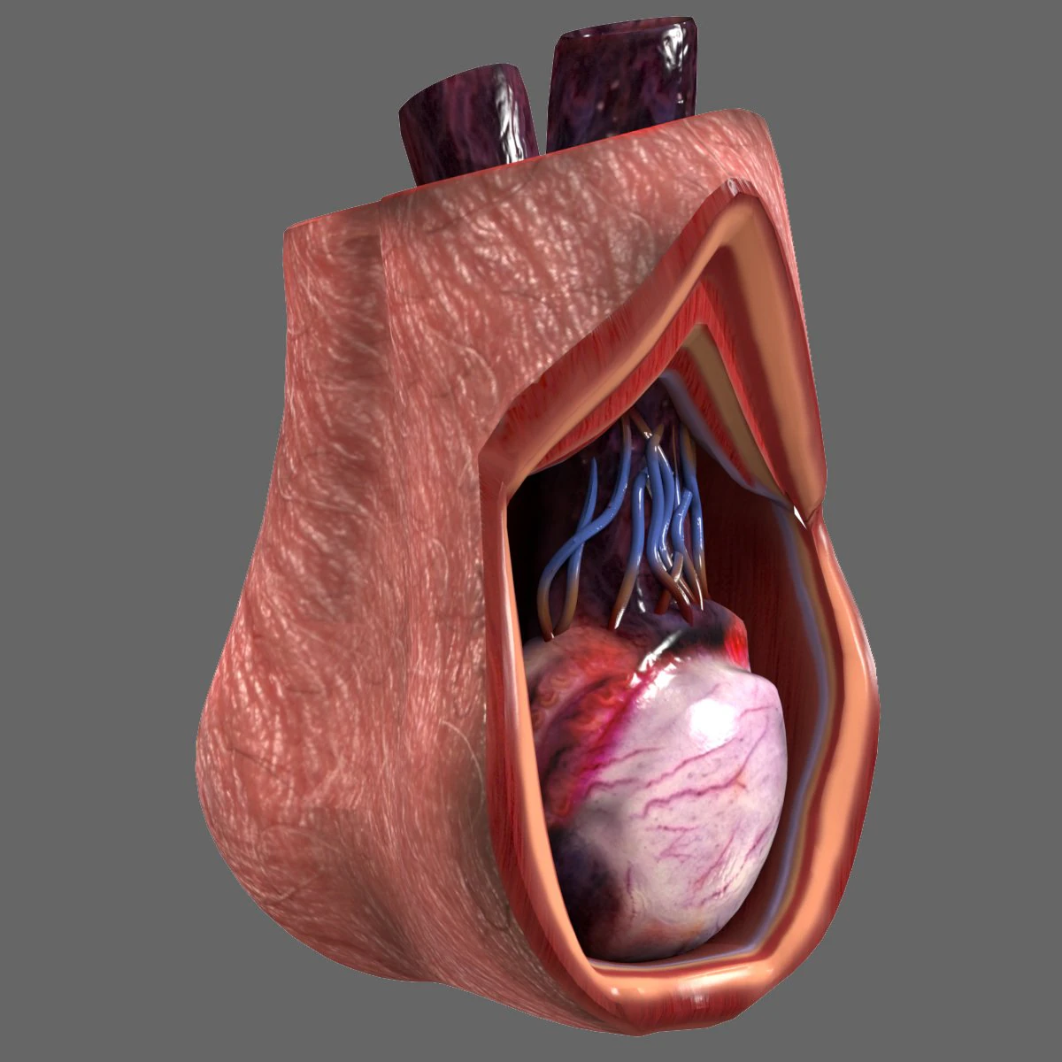 Testicle Anatomy 3D Model .c4d .max .obj .3ds .fbx .stl .blend