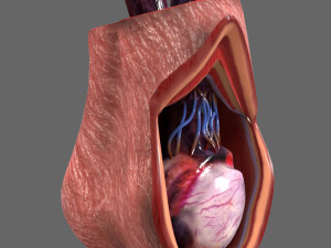 Testicle Anatomy Model 3D