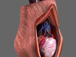 Анатомия яичка 3D Модель