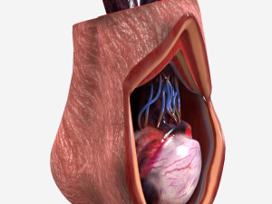 Testicle Anatomy Modelo 3D