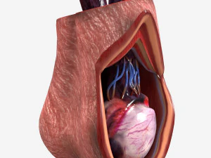 Testicle Anatomy 3D Model