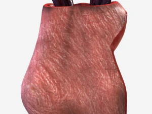 Testicle Anatomy 3D Model