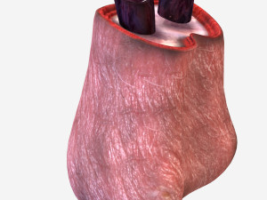 Testicle Anatomy Modelo 3D