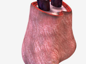 Testicle Anatomy 3D Model