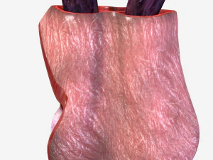 Testicle Anatomy 3D Model