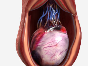 Testicle Anatomy Modelo 3D