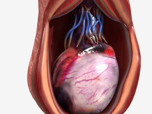 Testicle Anatomy 3D Model