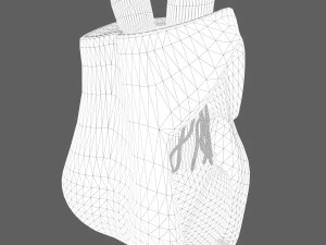 Testicle Anatomy 3D Model