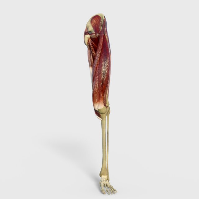 Thigh Muscles 3D-Modell .c4d .max .obj .3ds .fbx .stl .blend 
