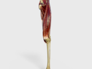 Thigh Muscles 3D Model