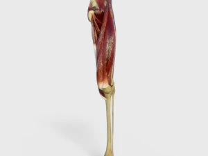 Dij spieren 3D Model