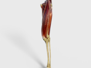 Thigh Muscles 3D-Modell