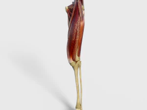 Muscoli della coscia Modello 3D