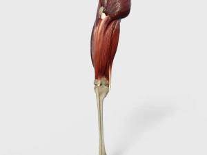 Muscoli della coscia Modello 3D