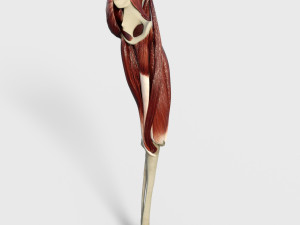 Thigh Muscles 3D-Modell