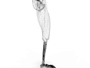 Thigh Muscles 3D-Modell