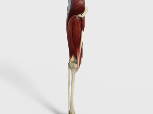 Thigh Muscles 3D-Modell