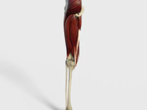 Muscoli della coscia Modello 3D