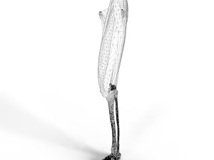 Thigh Muscles 3D-Modell