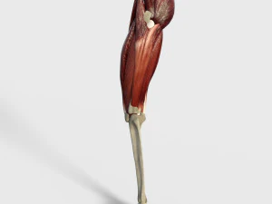Muscoli della coscia Modello 3D
