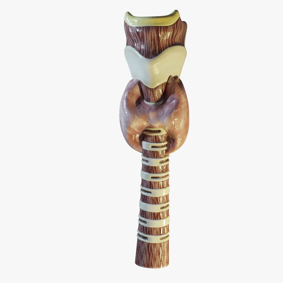 Human Throat Anatomy 3D Model .c4d .max .obj .3ds .fbx .stl .blend