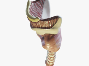 Human Throat Anatomy 3D Model