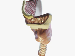 Human Throat Anatomy 3D Model