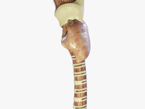 Human Throat Anatomy 3D Model