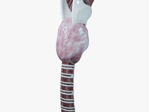 Human Throat Anatomy 3D Model