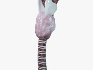 Human Throat Anatomy 3D Model