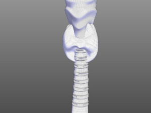 Human Throat Anatomy 3D Model
