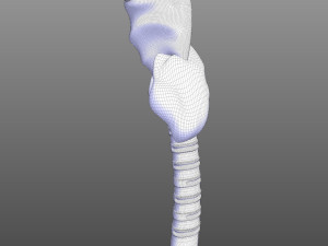 Human Throat Anatomy 3D Model