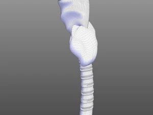 Human Throat Anatomy 3D Model